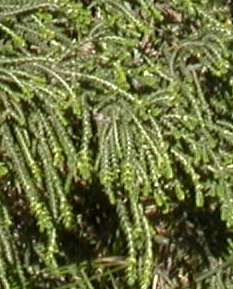 Foliage of P.ericoides.