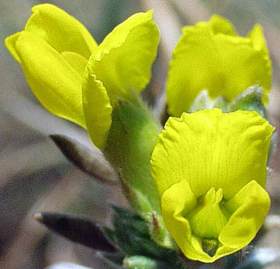 Pearsonia sessilifolia flowers