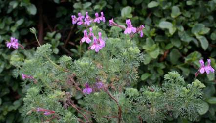 In flower.