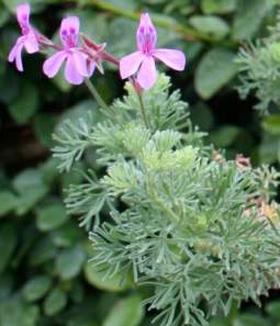 Flowers and leaves