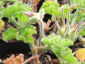 Leaves, buds and developing seed heads.