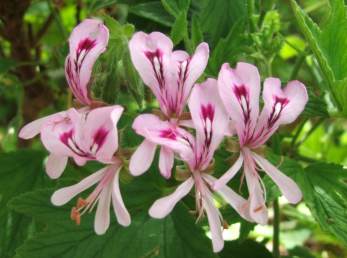 Pelargonium citronella deals