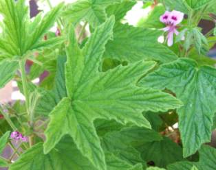 Citronella pelargonium on sale