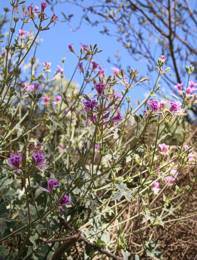 Pelargonium grandiflorum plant