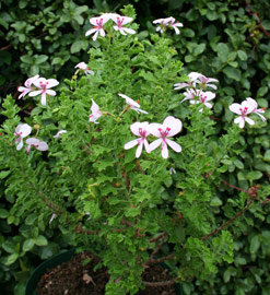 Pelargonium hermanniifolium growing as a pot plant