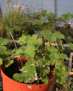 Growing in a pot