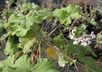 Plant in flower