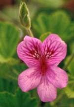 Flower of  P.cucullatum