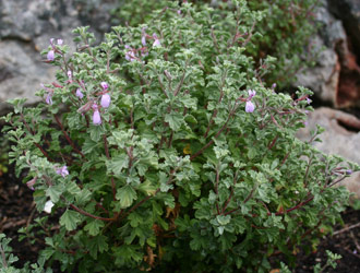 Plant in flower