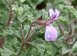 Close-up of flower