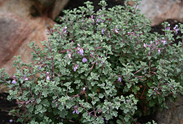 Bush in flower