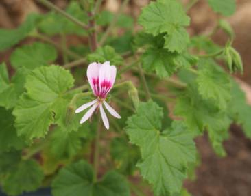 Flowers and leaves