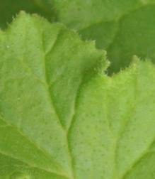 Hairy leaves