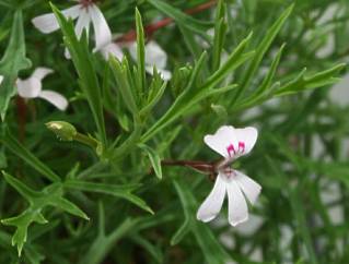 Pelargonium laevigatum leaves and flowers