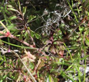 Leaves  (with grass) 