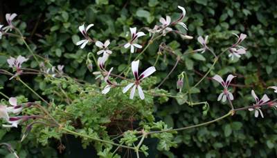 Plant in flower