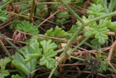 Stems and leaves