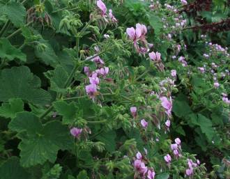 Pelargonium papilionaceum shrub