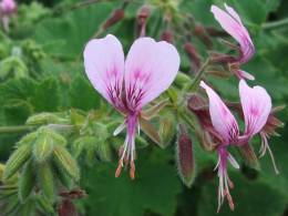 Pelargonium papilionaceum flowers