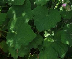 Pelargonium papilionaceum leaves 