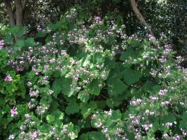 Pelargonium papilionaceum shrub