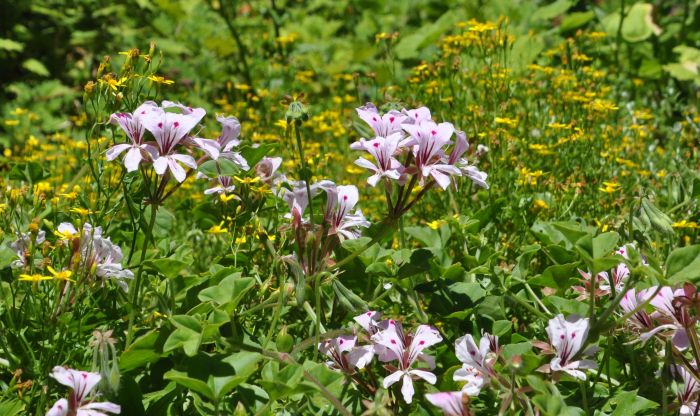 Pelargonium peltatum in Kirstenbosch NBG.