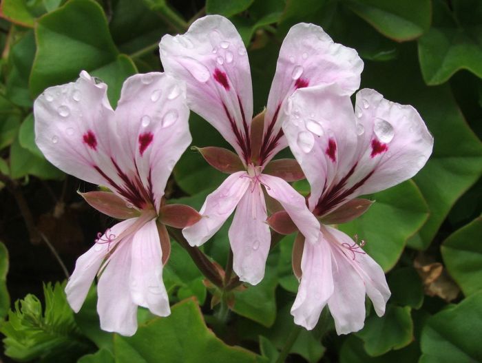 Pelargonium peltatum 