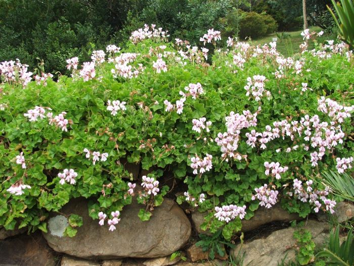 Pelargonium peltatum in Kirstenbosch NBG.