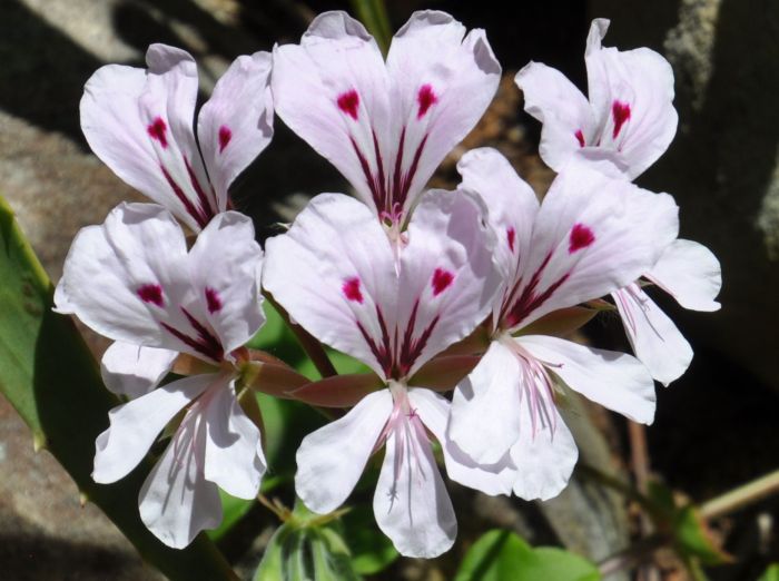 Pelargonium peltatum in Kirstenbosch NBG.