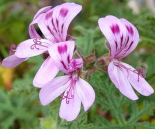 Pelargonium quercifolium flowers