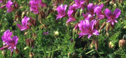 Pelargonium suburbanum subsp. suburbanum