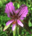 Pelargonium flower