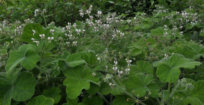 Pelargonium tomentosum, in flower.