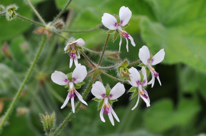 Pelargonium tomentosum, flowers.