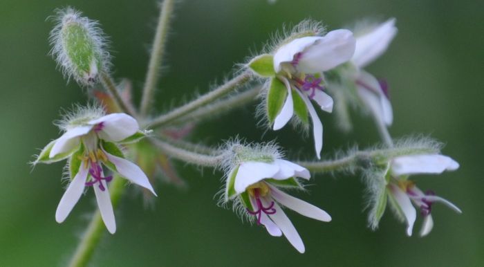 Pelargonium tomentosum, flowers.