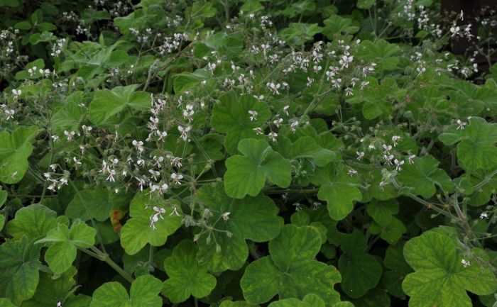 Pelargonium tomentosum, in flower.