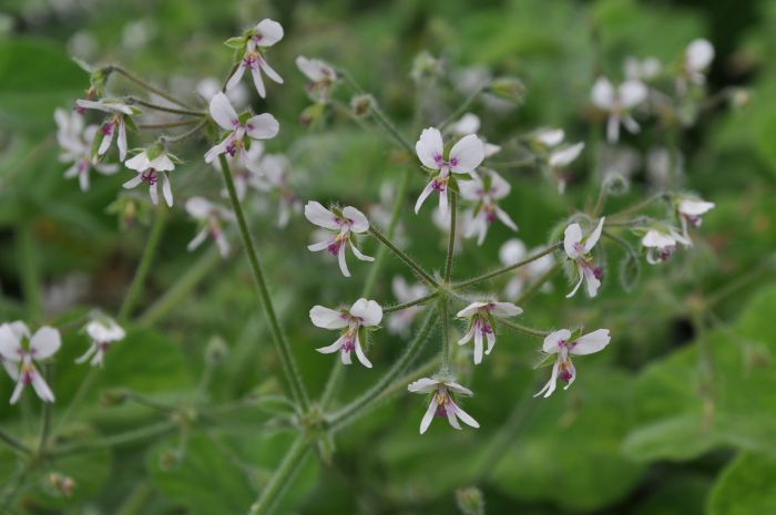 Pelargonium tomentosum, inflorescence.