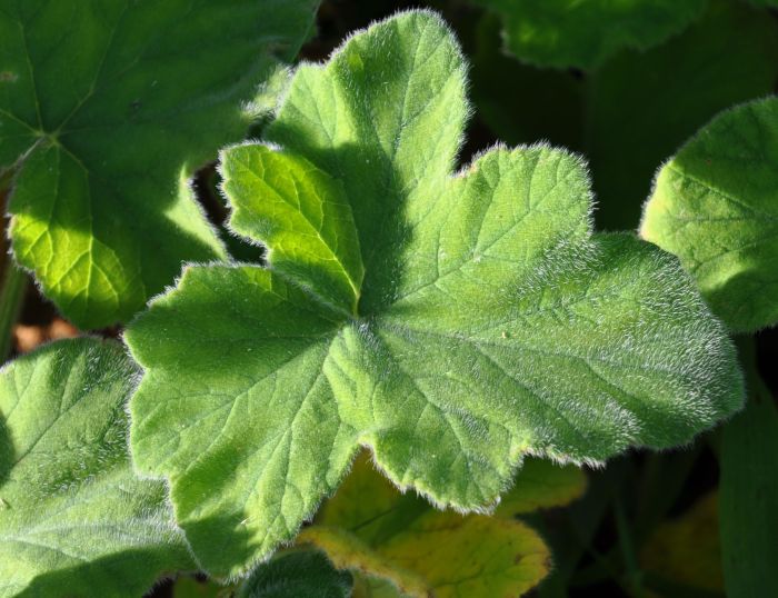 Pelargonium tomentosum, upper surface of a leaf.