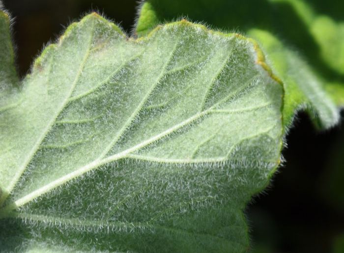 Pelargonium tomentosum, underside of a leaf.