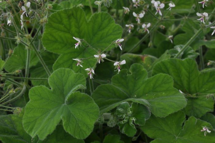 Pelargonium tomentosum, in flower.