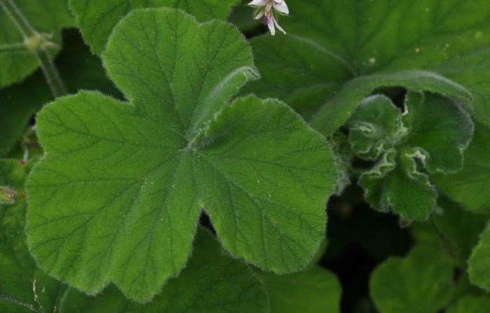 Pelargonium tomentosum, leaves.