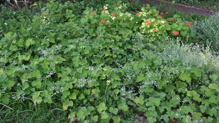 Pelargonium tomentosum, growing with Coleus grandidentatus, Plecostachys serpyllifolia and Pelargonium inquinans, Kirstenbosch NBG.