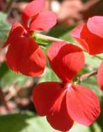 Close- up of bright red flowers