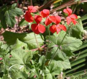 Pelargonium tongaense