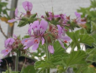 Pelargonium vitifolium shrub