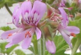 Pelargonium vitifolium  flowers