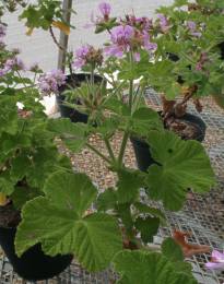 Pelargonium vitifolium pot plant