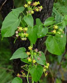 P. insipidum plant