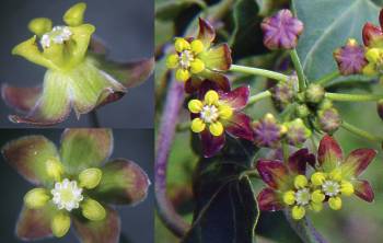 P. insipidum flowers