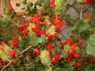 Petalidium bracteatum in conservatory at Kirstenbosch